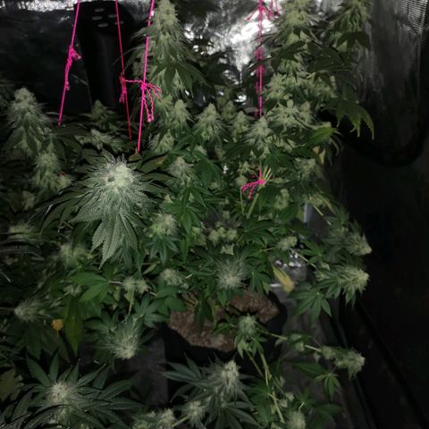 GMO cookies growlog timeline photo