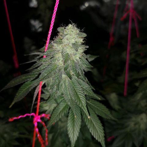 GMO cookies growlog timeline photo