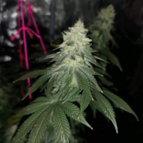 GMO cookies growlog timeline photo