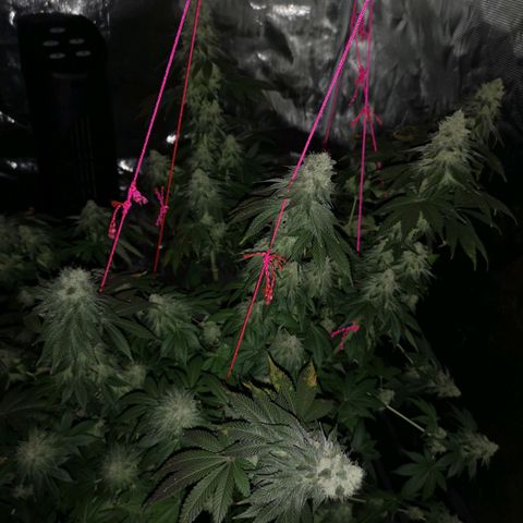 GMO cookies growlog timeline photo