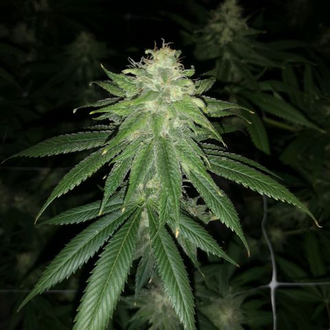 Runtz s1 growlog timeline photo