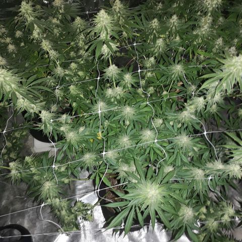 Runtz s1 growlog timeline photo