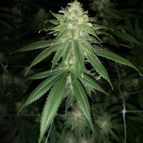 Runtz s1 growlog timeline photo