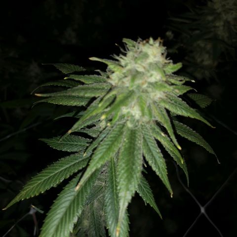 Runtz s1 growlog timeline photo