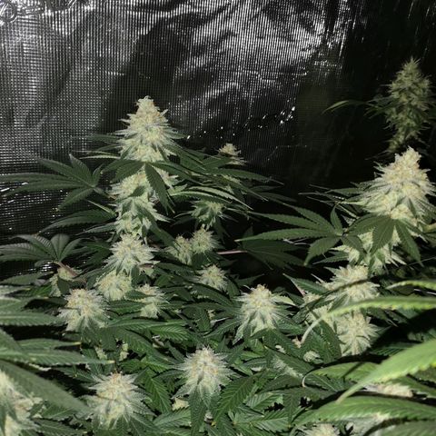 white wedding growlog timeline photo