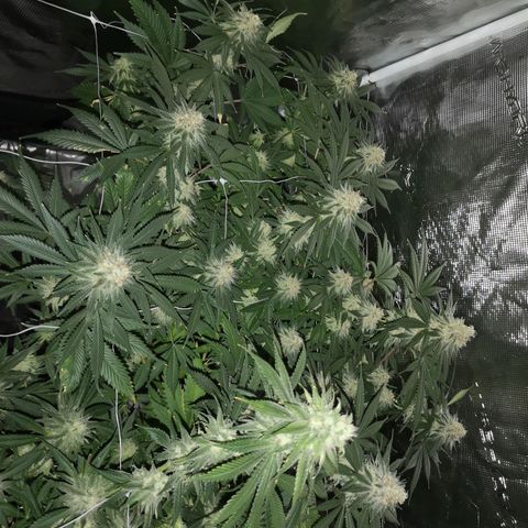 white wedding growlog timeline photo