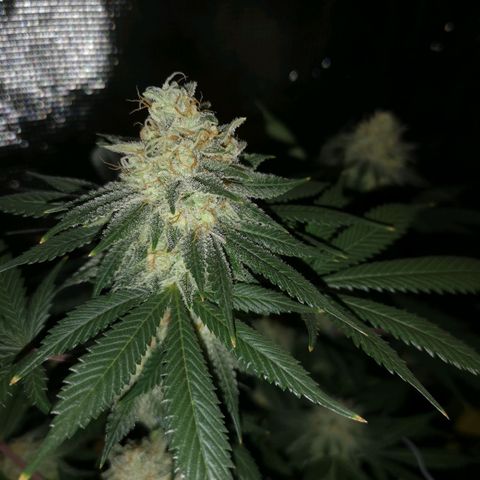 white wedding growlog timeline photo
