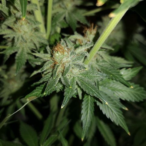 Cotton candy cookies growlog timeline photo