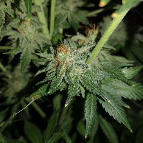 Cotton candy cookies growlog timeline photo