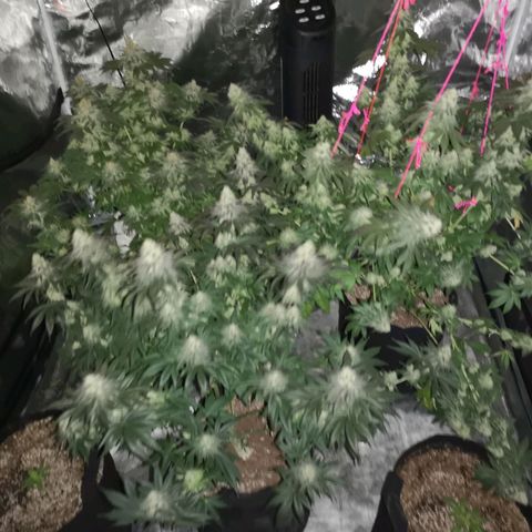 10th planet 2nd run growlog timeline photo