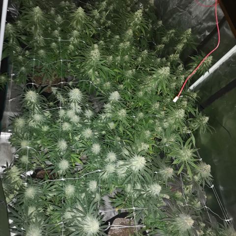 Critical pk growlog timeline photo
