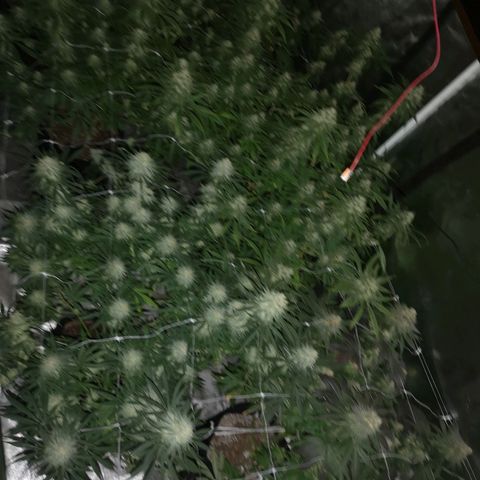 Critical pk growlog timeline photo