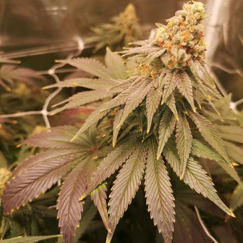 Cherry gar see ya growlog timeline photo