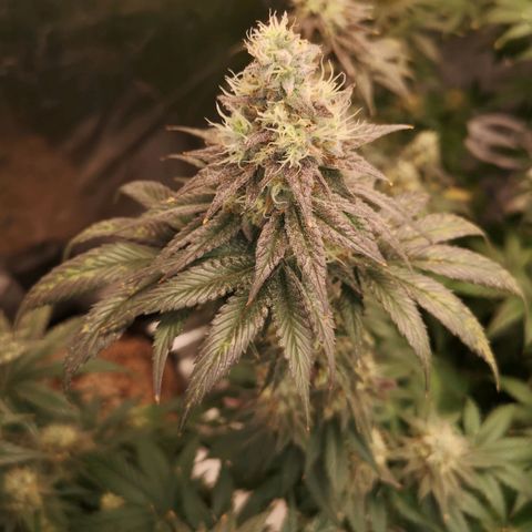 10th planet 2nd run growlog timeline photo