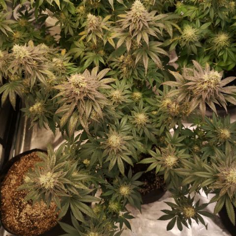 10th planet 2nd run growlog timeline photo