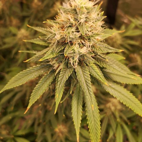 Cheezy poofs growlog timeline photo