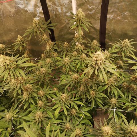 Cheezy poofs growlog timeline photo