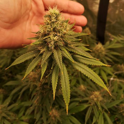 Cheezy poofs growlog timeline photo