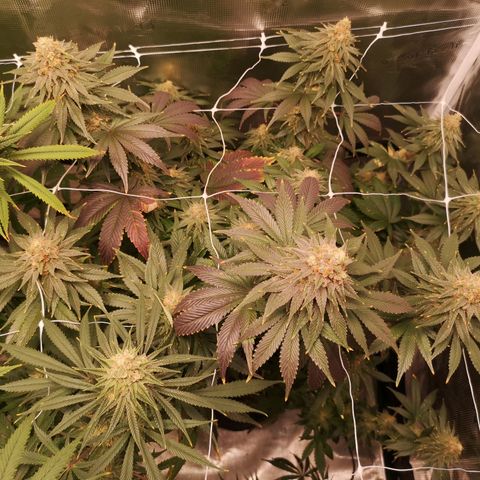Cherry gar see ya growlog timeline photo