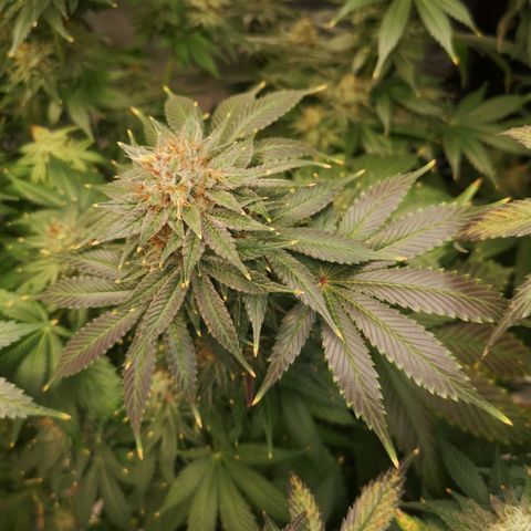 Cotton candy cookies growlog timeline photo