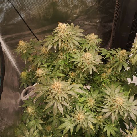 Cotton candy cookies growlog timeline photo