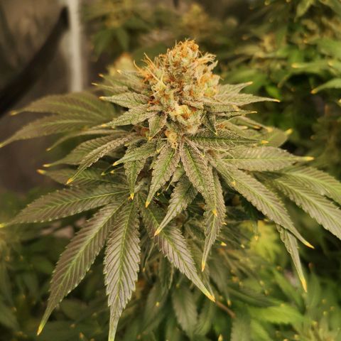Cotton candy cookies growlog timeline photo