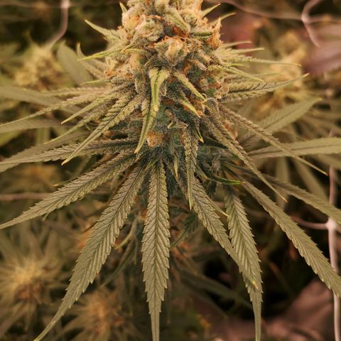 Critical pk growlog timeline photo