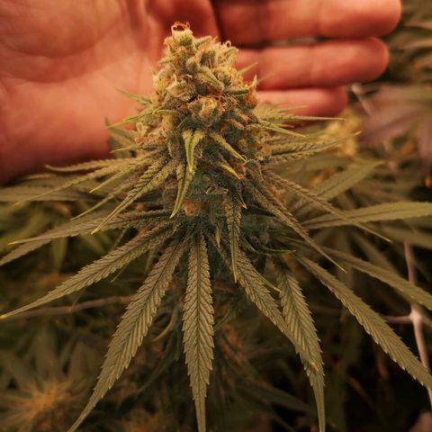 Critical pk growlog timeline photo