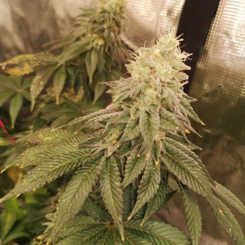 GMO cookies growlog timeline photo
