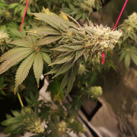 GMO cookies growlog timeline photo