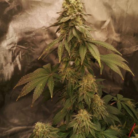 GMO cookies growlog timeline photo
