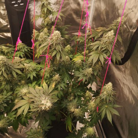 GMO cookies growlog timeline photo