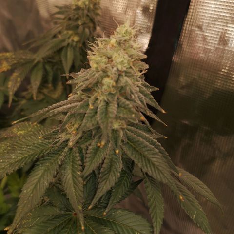 GMO cookies growlog timeline photo