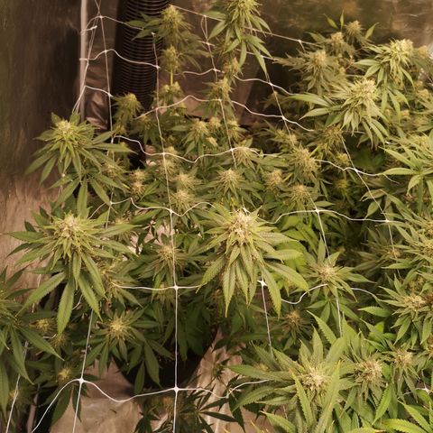 Runtz s1 growlog timeline photo