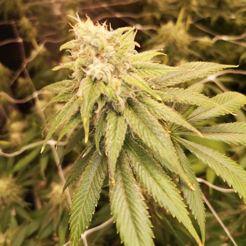 Runtz s1 growlog timeline photo