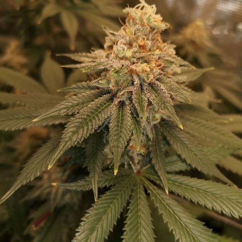 white wedding growlog timeline photo