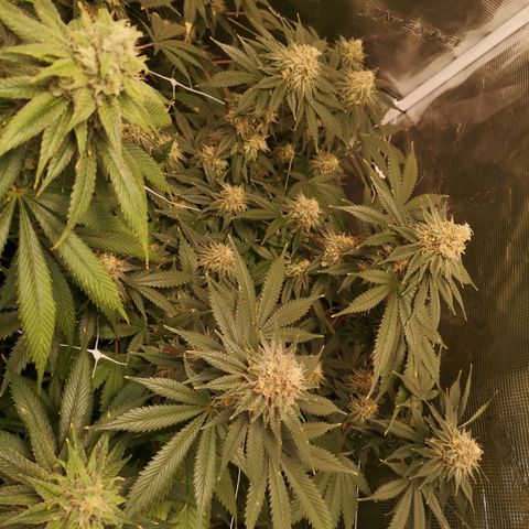 white wedding growlog timeline photo