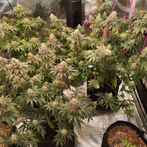 10th planet 2nd run growlog timeline photo