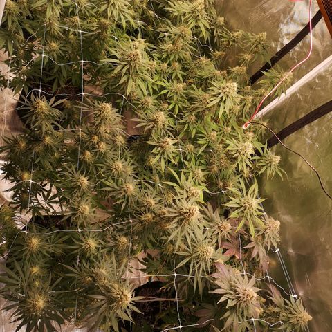 Critical pk growlog timeline photo