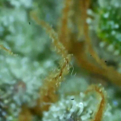 Cherry gar see ya growlog timeline photo