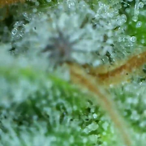 Cherry gar see ya growlog timeline photo