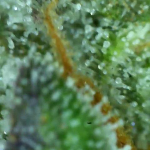 Cherry gar see ya growlog timeline photo