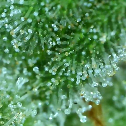 Critical pk growlog timeline photo