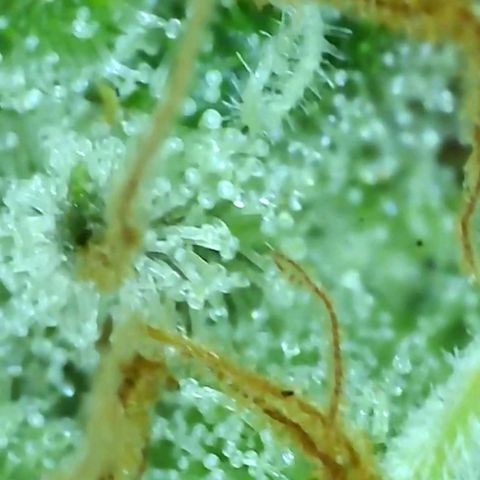 Critical pk growlog timeline photo