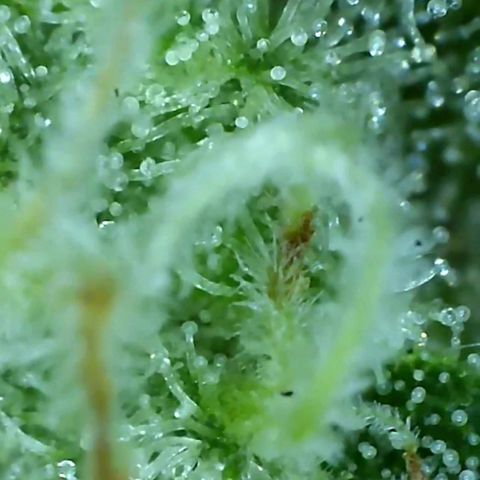 Critical pk growlog timeline photo