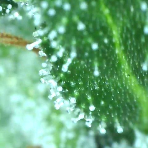 Cheezy poofs growlog timeline photo