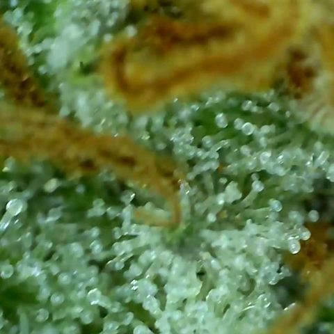 white wedding growlog timeline photo