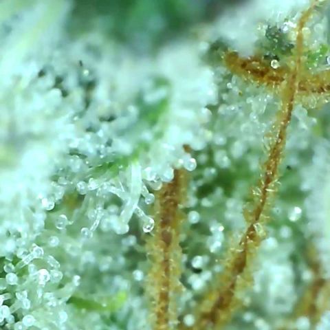 white wedding growlog timeline photo