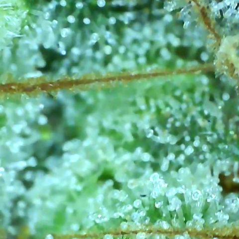 white wedding growlog timeline photo