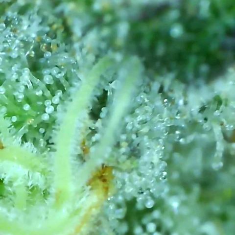 white wedding growlog timeline photo